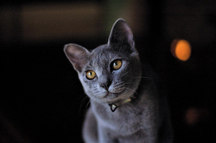 soft adjustable cat collar on white background