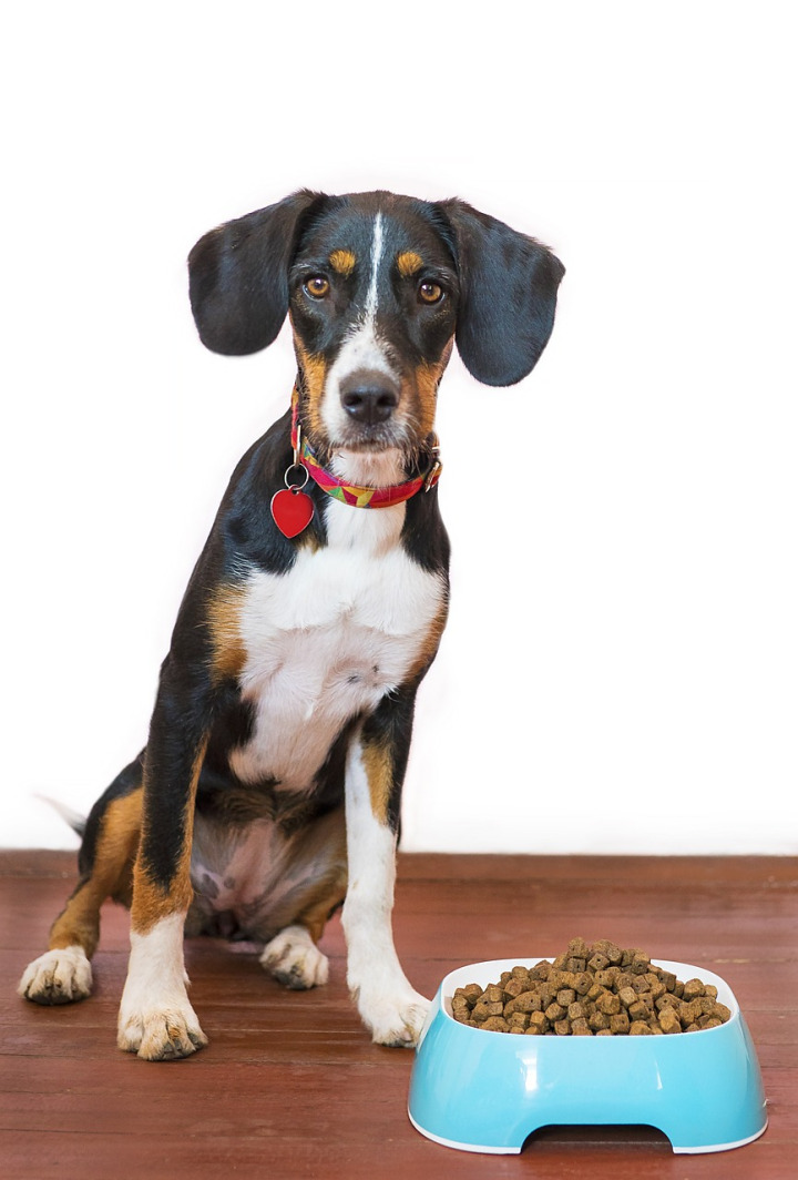 slow feeder bowl with kibble on clean surface