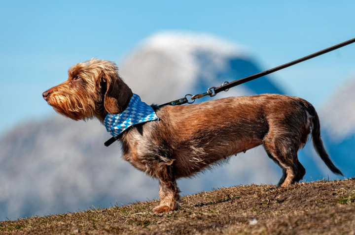 premium leather dog leash coiled on clean surface